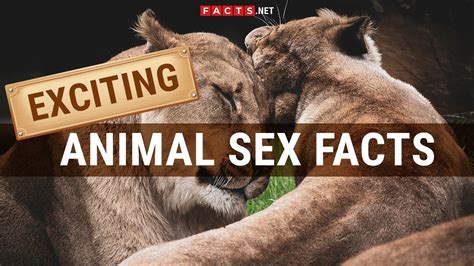 Animal Sex Top Rated Videos